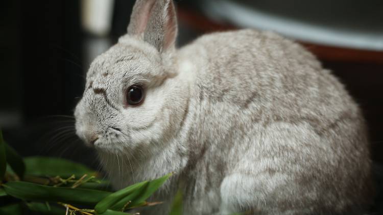 Freddy the Rabbit SLOP