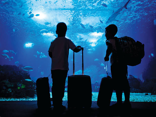 Dormindo com os tubarões no Oceanário de Lisboa Dormindo com os tubarões no Oceanário de Lisboa