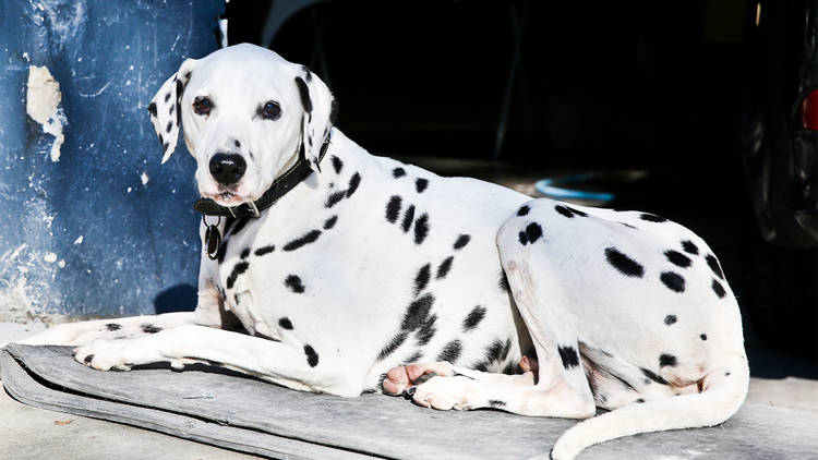 Pablo the dalmatian at Roslyn Motors Body Works SLOP