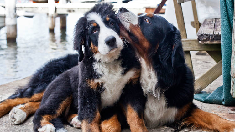 Harrison and Phoebe the Bernese Mountain Dogs at Ensemble Theatre SLOP