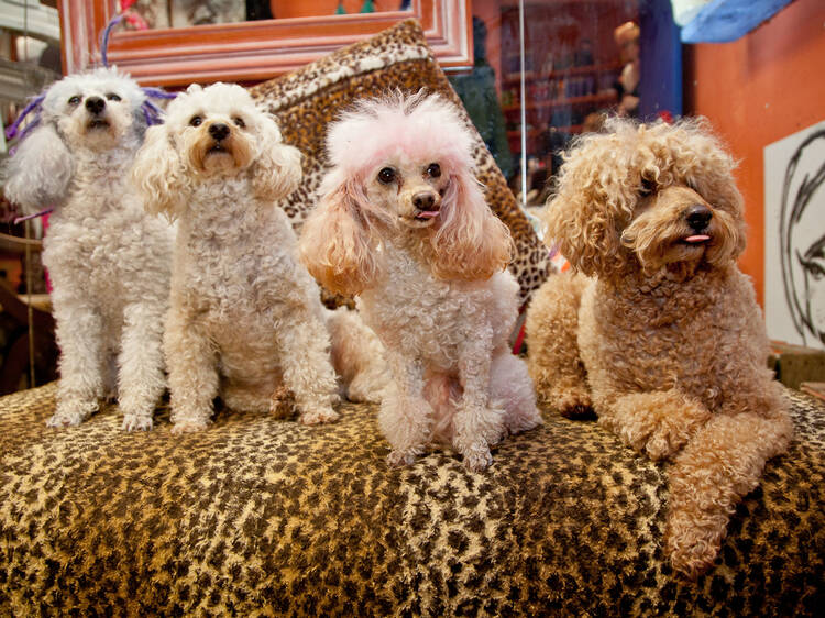 Jeffrey the poodle at Surry Cutters for Hair SLOP