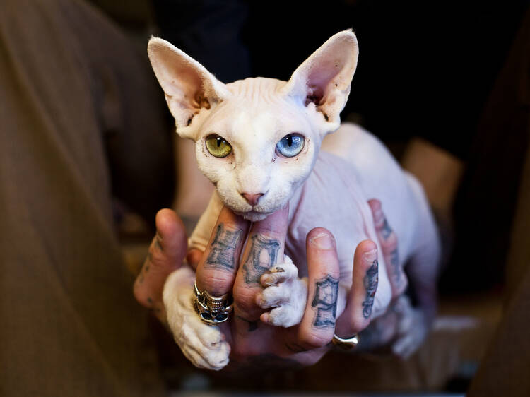 Bowie the hairless cat at Hawleywood's SLOP