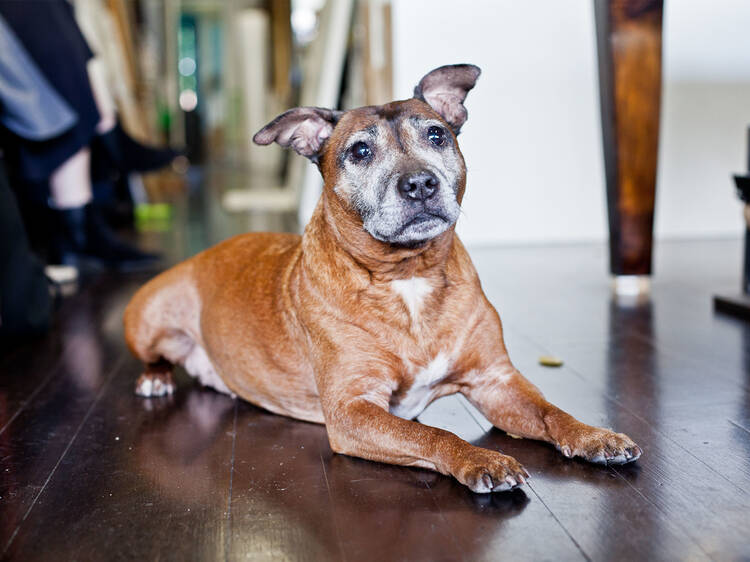 Pia the Staffordshire Bull Terrier at Koru Framing Studio SLOP