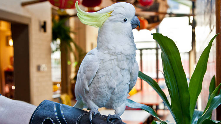 George the cockatoo at Friend in Hand SLOP