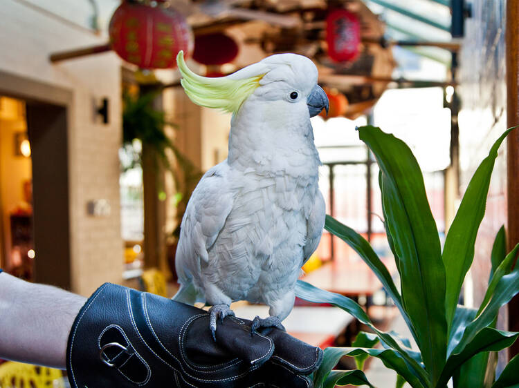 George the cockatoo at Friend in Hand SLOP