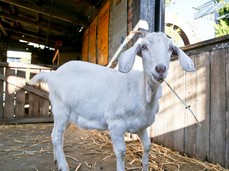 Naughty the goat at The Grounds SLOP