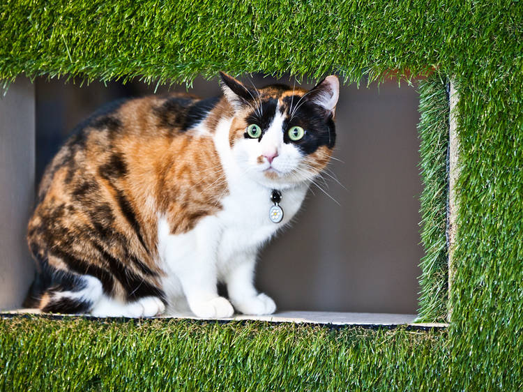 Marmalade the cat at Rose Bay Vet Hospital SLOP