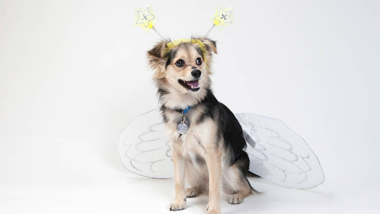 Dog in wing costume