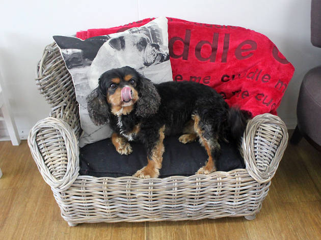 Dog in basket chair Dog in basket chair