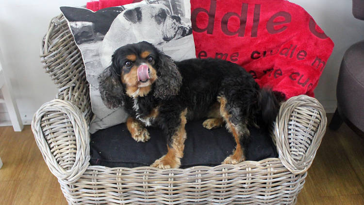 Dog in basket chair