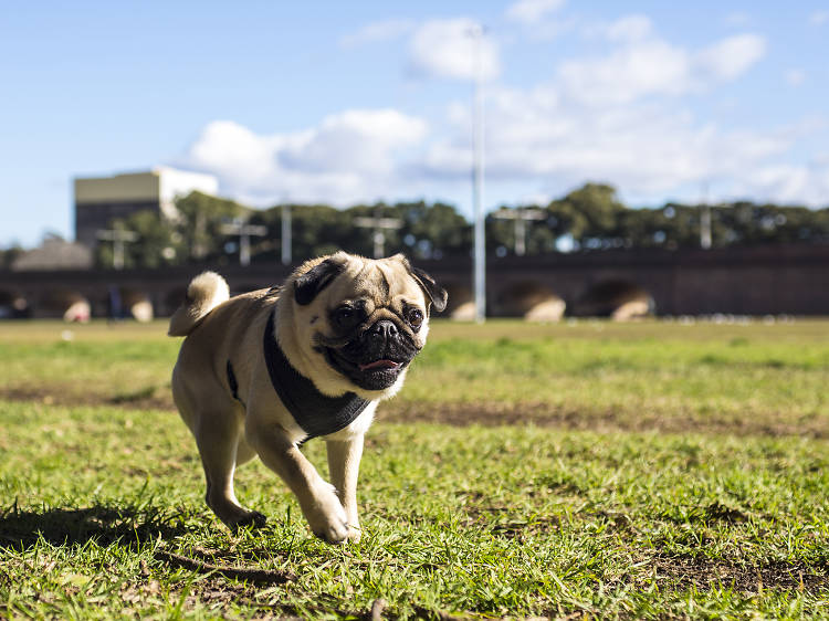 Great dog parks