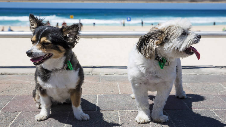 Layla and Alfie - Bondi Dogs