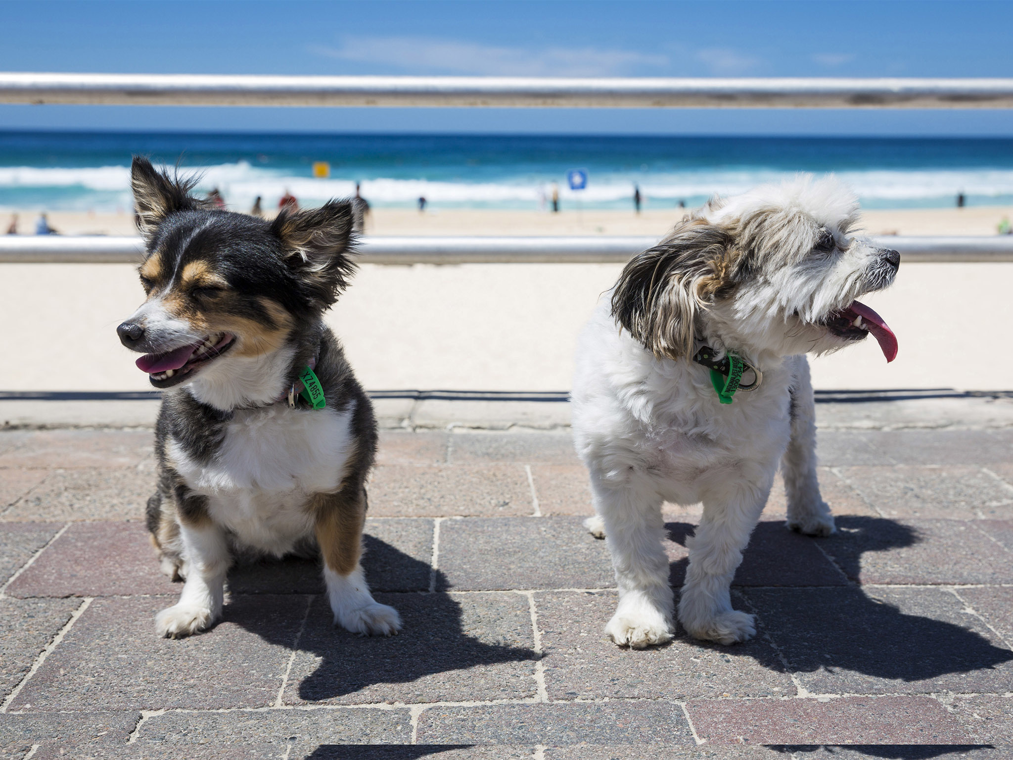 The best dog-friendly beaches in Sydney