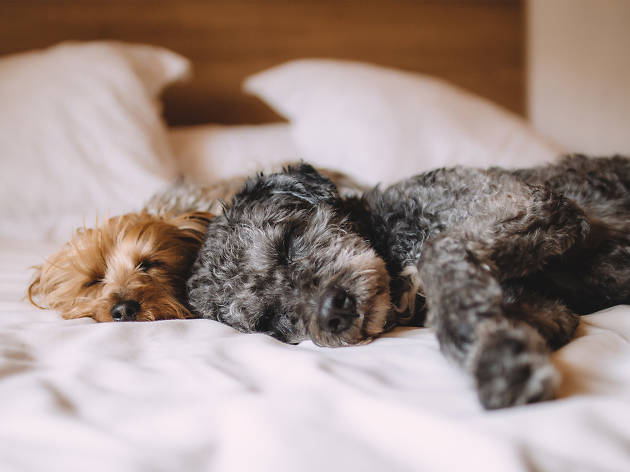 Generic dogs on bed Generic dogs on bed