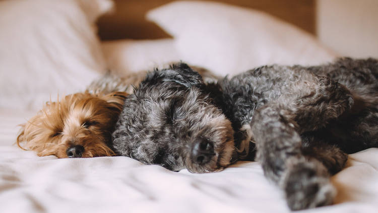 Generic dogs on bed Generic dogs on bed