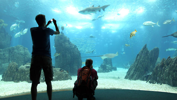 Mergulhar no Oceanário de Lisboa