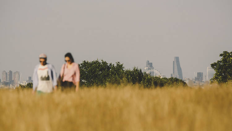 Fields of gold