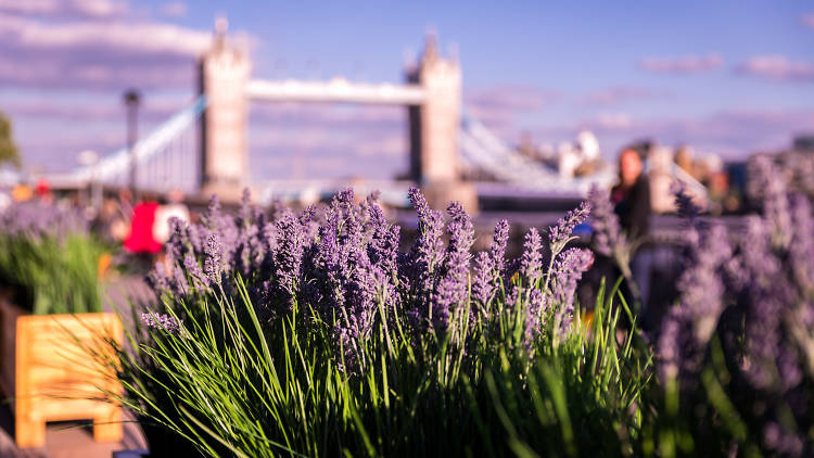 Lavender and Tower Bridge