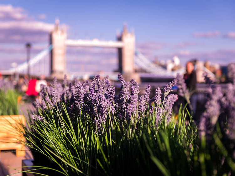 Riverside, Tower Bridge