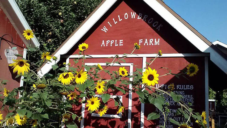 Willowbrook Apple Farm