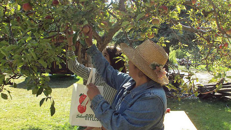 Riley's Apple Farm