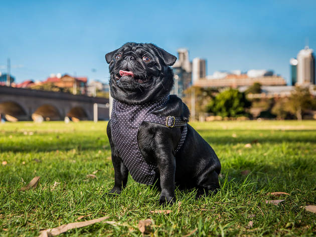 Melbourne's got a #cleaneating food truck for dogs called the Canine Wellness Kitchen Melbourne's got a #cleaneating food truck for dogs called the Canine Wellness Kitchen