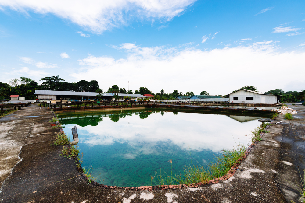 Best farms in Singapore