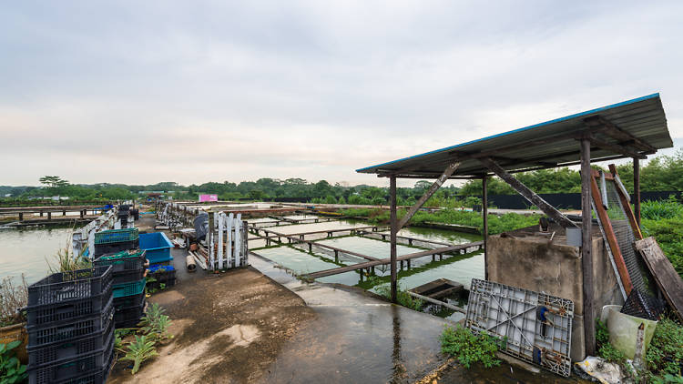 Khai Seng Fish Farm