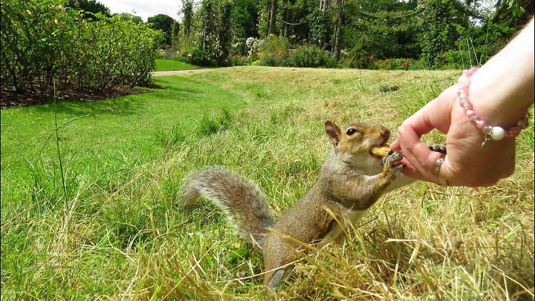 Squirrel in the sun