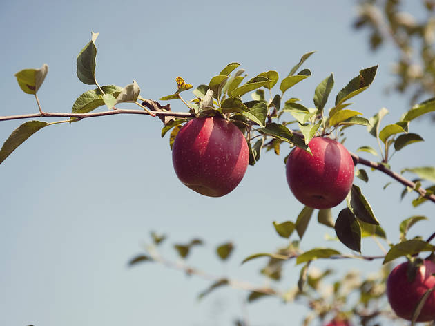 The best apple picking near Chicago The best apple picking near Chicago