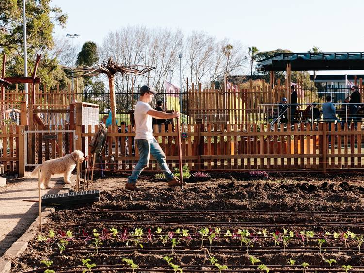 Volunteer on the farm