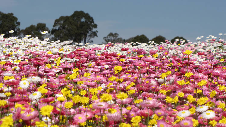 Paper daisies