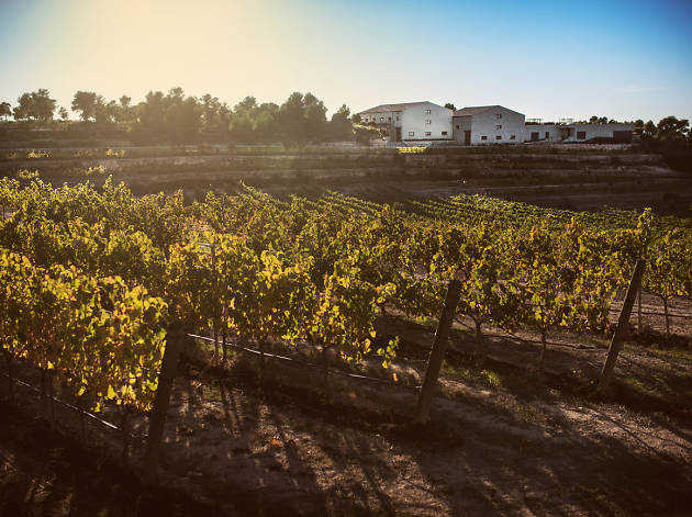 celler clos pons celler clos pons