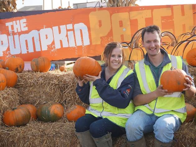 Pick Your Own Pumpkin Pick Your Own Pumpkin