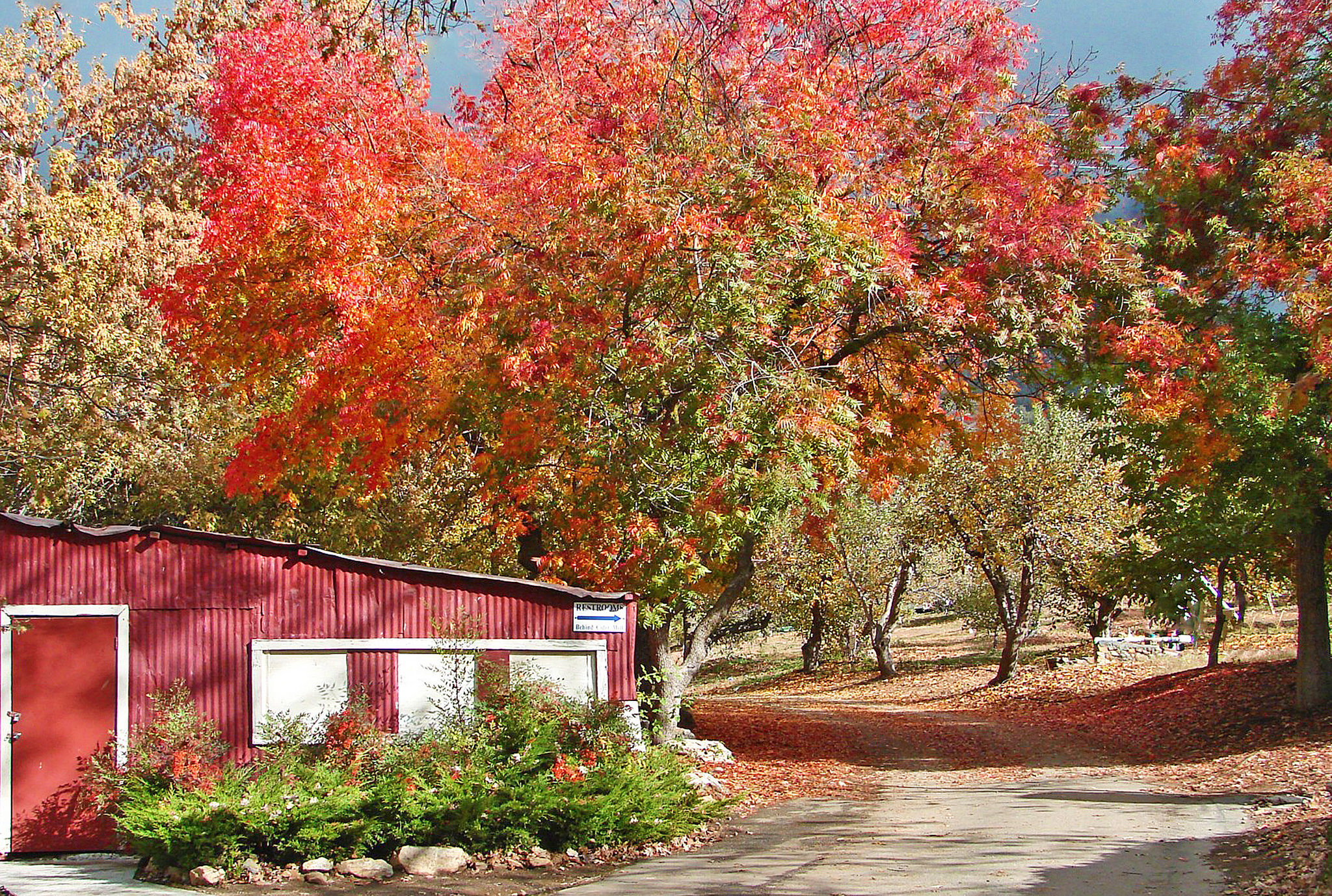 This map predicts when Los Angeles will hit its fall foliage peak