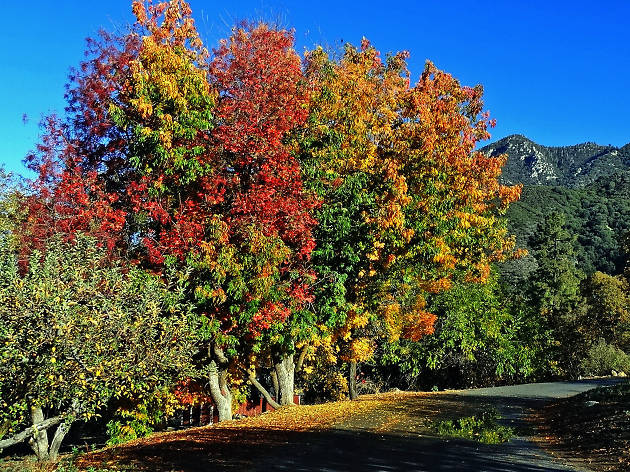Oak Glen