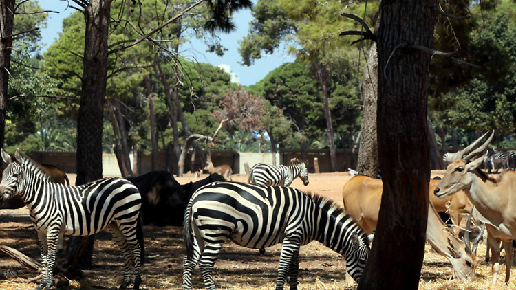 Safari Park