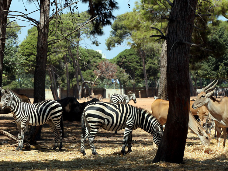 Safari Park