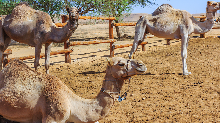 Fantastic Desert Voyage – Negev Camel Ranch