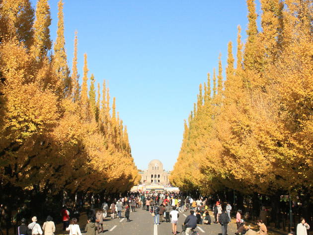 Jingu Gaien Ginkgo Festival Things To Do In Tokyo