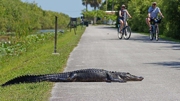 Shark Valley Trail | Miami, FL