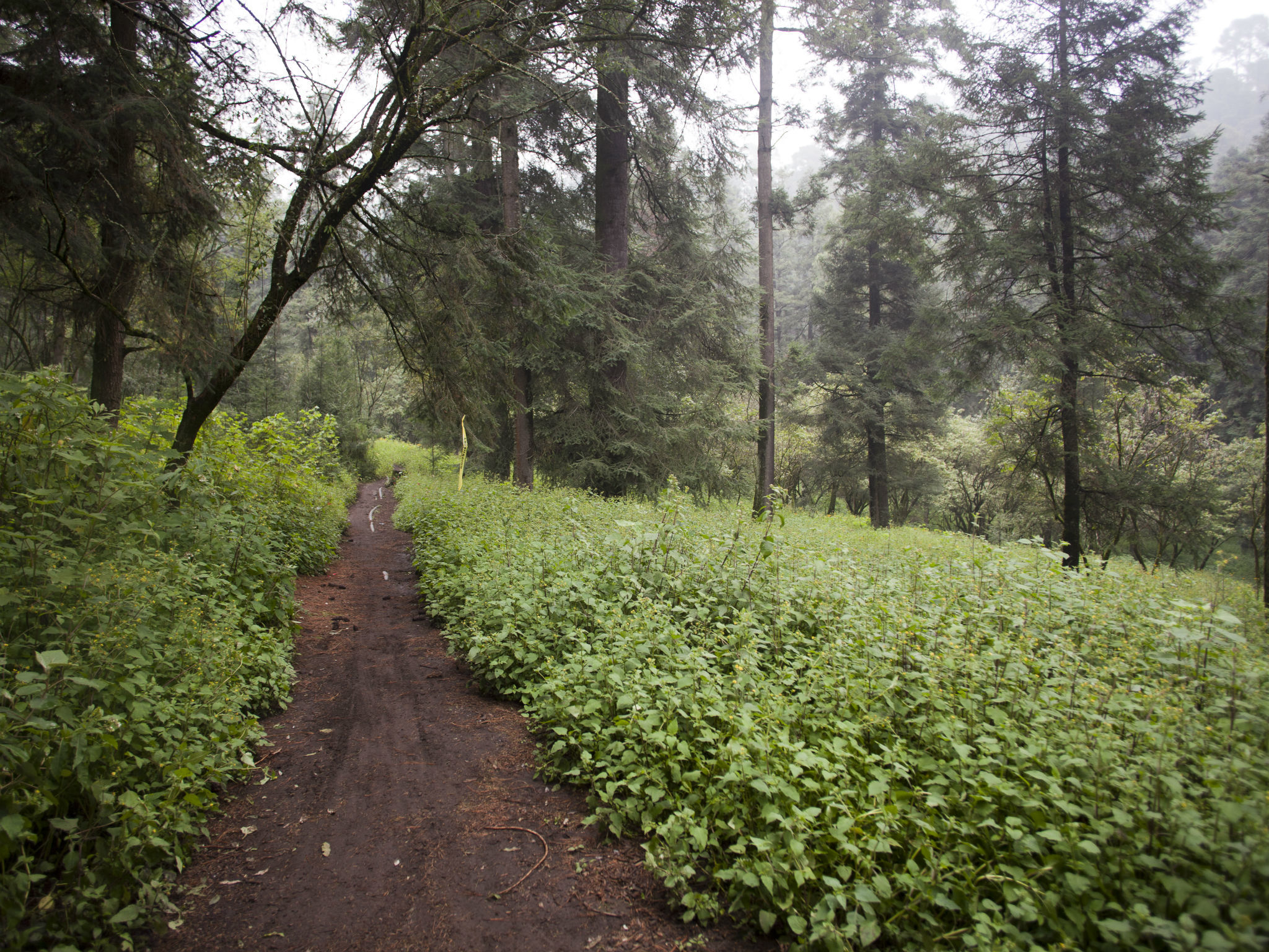 Bosques en la Ciudad de México