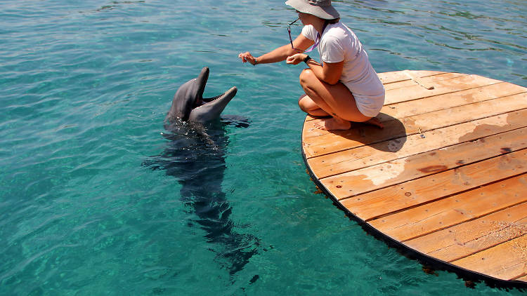 The Dolphin Reef 