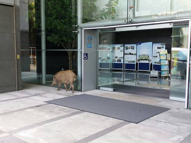 Long arm of the boar: A wild pig was found hanging out at Tsuen Wan police station this morning because why not, honestly Long arm of the boar: A wild pig was found hanging out at Tsuen Wan police station this morning because why not, honestly