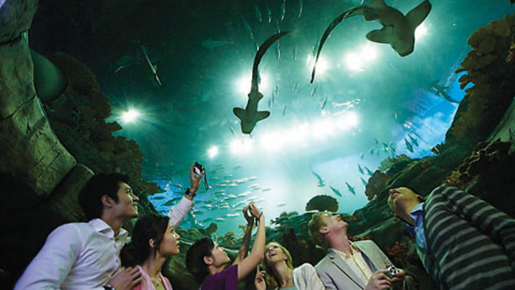 ocean park hong kong tourism board partnership