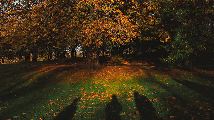 Going for a run in Greenwich Park 