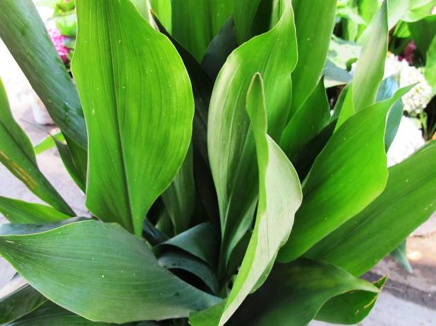 Aspidistra Aspidistra