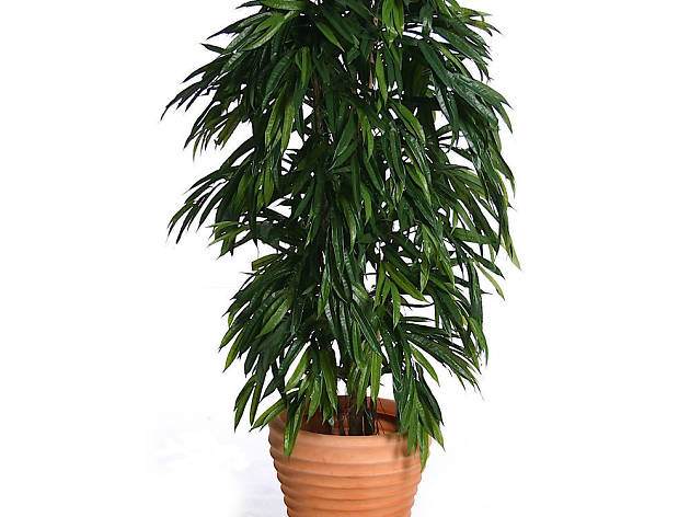 Ficus longifolia Ficus longifolia