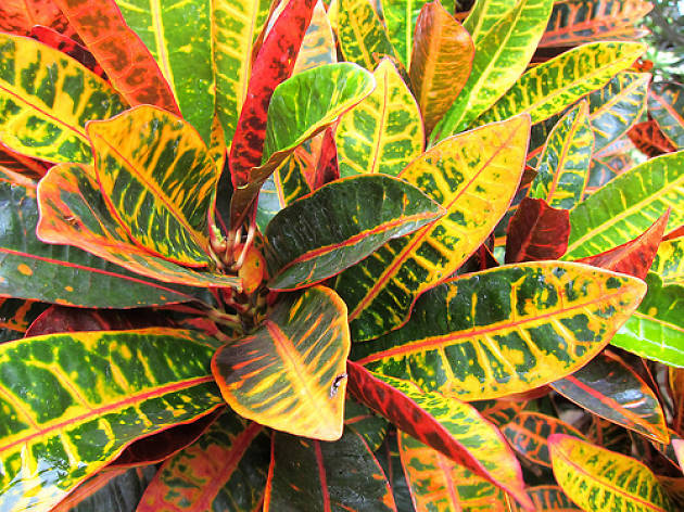 Croton Croton