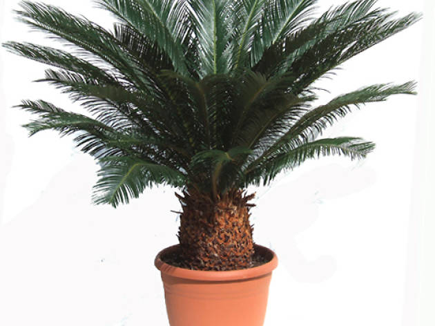 Cycas revoluta Cycas revoluta